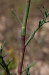 Southern jointweed